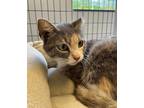 Adopt Kirjava a Gray or Blue Domestic Mediumhair / Domestic Shorthair / Mixed