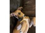 Adopt Pookie* a Tan/Yellow/Fawn Labrador Retriever / Mixed dog in Baton Rouge