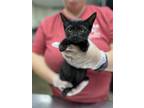 Adopt Cookie Crisp a All Black Domestic Shorthair (short coat) cat in Sanford