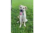 Adopt Indiana Santana a Tan/Yellow/Fawn Great Pyrenees / Mixed dog in Maryville