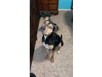 Adopt Sir Poos-a-lot a Black Labrador Retriever / Mixed dog in Maryville