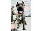Adopt Beef Cake a Brindle - with White Presa Canario / Mixed dog in Sanford