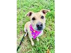 Adopt Winnie a Tan/Yellow/Fawn Labrador Retriever / Mixed dog in Sanford