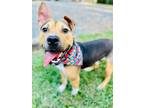 Adopt Side Show Bob a Tricolor (Tan/Brown & Black & White) Terrier (Unknown