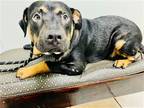 Adopt Milhouse a Black - with Tan, Yellow or Fawn Rottweiler / Pit Bull Terrier