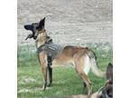 Adopt Bruno a Tricolor (Tan/Brown & Black & White) Belgian Malinois / Mixed dog