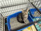 Adopt Tuffy a Brown Tabby American Shorthair (short coat) cat in Reeds Spring