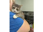 Adopt Alice a Gray, Blue or Silver Tabby American Shorthair (short coat) cat in