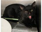 Adopt Muggy (working cat) a All Black Domestic Shorthair / Domestic Shorthair /