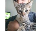 Adopt Milo a Gray, Blue or Silver Tabby American Shorthair / Mixed cat in