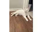 Adopt Pinky a White (Mostly) Domestic Shorthair / Mixed (short coat) cat in