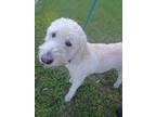 Adopt Stray, E Monopoly Loop a White Mixed Breed (Large) / Mixed dog in