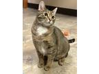 Adopt Blueberry a Brown or Chocolate Domestic Shorthair / Domestic Shorthair /