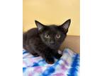 Adopt Fry a All Black Domestic Shorthair / Domestic Shorthair / Mixed cat in