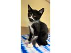 Adopt Bender a All Black Domestic Shorthair / Domestic Shorthair / Mixed cat in