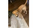 Adopt Franklin a Tan/Yellow/Fawn - with White Hound (Unknown Type) / Mixed dog