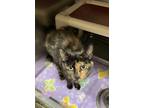 Adopt Laura a All Black Domestic Shorthair / Domestic Shorthair / Mixed cat in