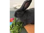 Adopt Armstrong 2 a Grey/Silver Other/Unknown / Mixed rabbit in Fairfax