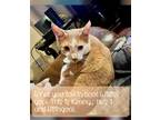Adopt KENNY a Orange or Red Tabby Tabby / Mixed (short coat) cat in Deland