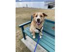 Adopt River a Red/Golden/Orange/Chestnut Labrador Retriever dog in Kelowna