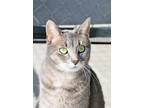 Adopt Miss Harlow a Domestic Shorthair / Mixed (short coat) cat in Brigham City