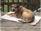 Adopt Marley a Tan/Yellow/Fawn - with Black German Shepherd Dog / Collie / Mixed