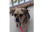 Adopt Pickles a Black - with Tan, Yellow or Fawn Beagle / Pug / Mixed dog in