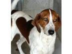 Adopt Beau a Treeing Walker Coonhound / Mixed dog in Portland, IN (38889915)