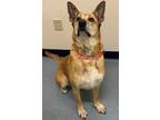 Adopt Samantha a Tan/Yellow/Fawn Shepherd (Unknown Type) / Mixed Breed (Medium)