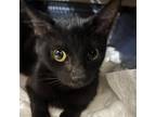 Adopt Mabel AP* a All Black Domestic Shorthair / Mixed cat in St Louis