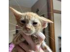 Adopt Sugar SM a Orange or Red Domestic Shorthair / Mixed cat in St Louis