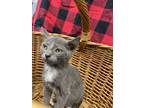 Adopt Percy a Gray or Blue (Mostly) Domestic Shorthair (short coat) cat in