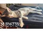 Adopt Muenster a Domestic Shorthair cat in Paris, TX (38910654)