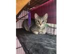 Adopt Zelda a Domestic Shorthair cat in Paris, TX (38910653)