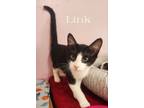 Adopt Link a Domestic Shorthair cat in Paris, TX (38910652)