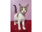 Adopt Delilah a Domestic Shorthair cat in Paris, TX (38910647)