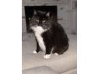 Adopt Kitt a Black & White or Tuxedo Domestic Longhair / Mixed (long coat) cat