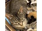 Adopt Chatty Catty a Brown or Chocolate Domestic Shorthair / Mixed cat in