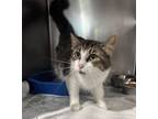 Adopt Clover a Brown Tabby Domestic Shorthair (short coat) cat in Newport