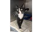 Adopt Veronica a Black & White or Tuxedo Domestic Shorthair (short coat) cat in