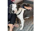 Adopt Tina Marie a Gray/Silver/Salt & Pepper - with White Great Dane / Terrier
