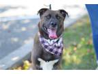 Adopt Milo a Brown/Chocolate - with White Husky / Mixed dog in Perth Amboy