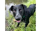 Adopt Lars a Black Mixed Breed (Medium) / Mixed dog in Hailey, ID (38910382)