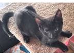 Adopt Melodie's Salem a All Black Domestic Shorthair / Mixed (short coat) cat in