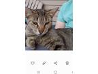 Adopt Slinky a Tiger Striped Domestic Shorthair / Mixed (short coat) cat in