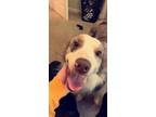 Adopt Benny a Merle Australian Shepherd / Mixed dog in Smyrna, GA (38910290)