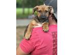 Adopt Jupiter a Brown/Chocolate - with Black Dachshund / Shepherd (Unknown Type)