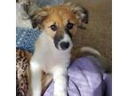 Adopt Hashbrown a Tan/Yellow/Fawn Beagle / Great Pyrenees / Mixed dog in