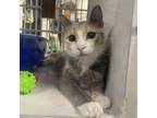 Adopt Ghibli a Calico or Dilute Calico Domestic Shorthair / Mixed cat in Walker