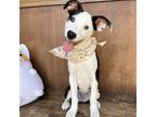 Adopt Google a White - with Tan, Yellow or Fawn Mixed Breed (Medium) / Cattle
